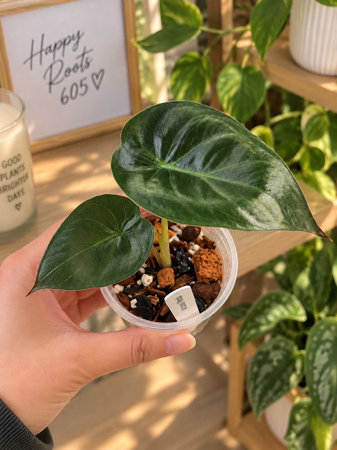 Alocasia Wentii 2”
