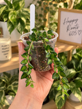 Hoya Chinghungensis inner variegated 3”