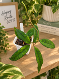 Hoya Finlaysonii
