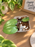 Hoya silver Dollar