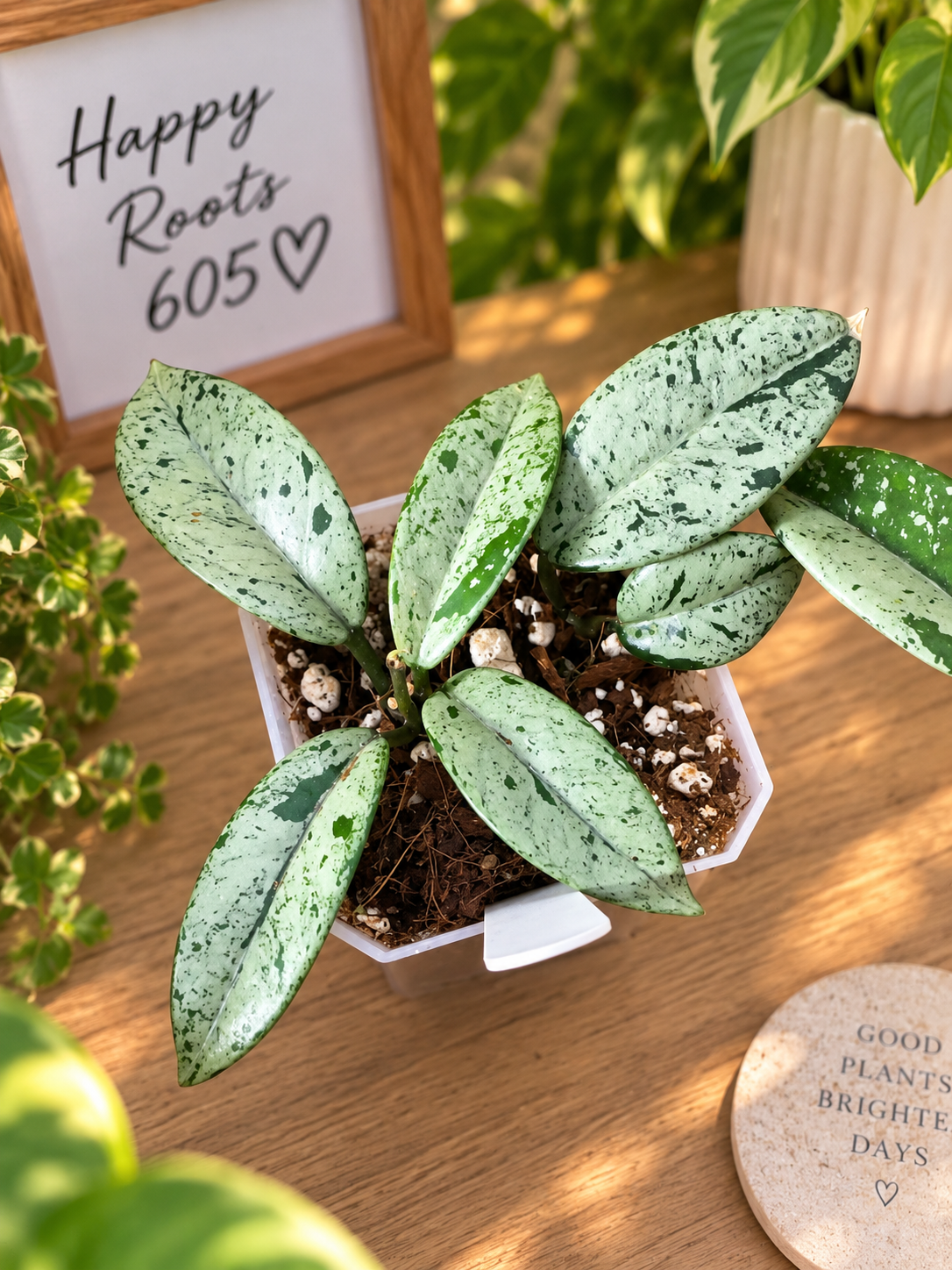 Hoya Wilbur Graves China