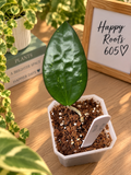 Hoya AH Tiger Eye