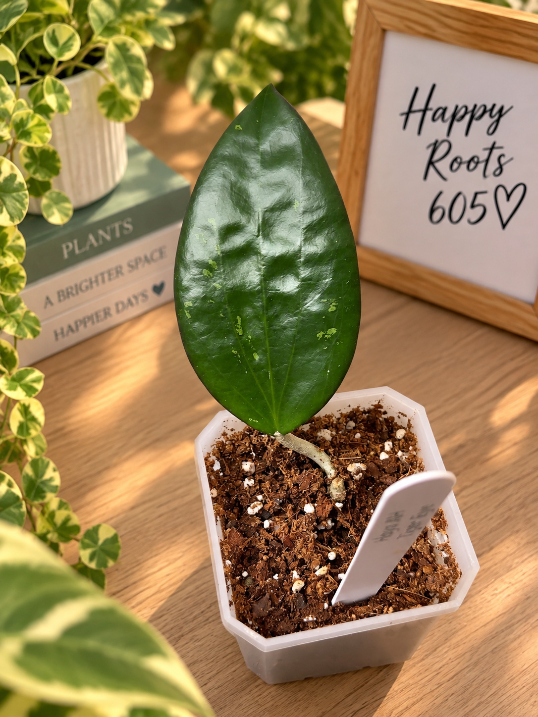 Hoya AH Tiger Eye