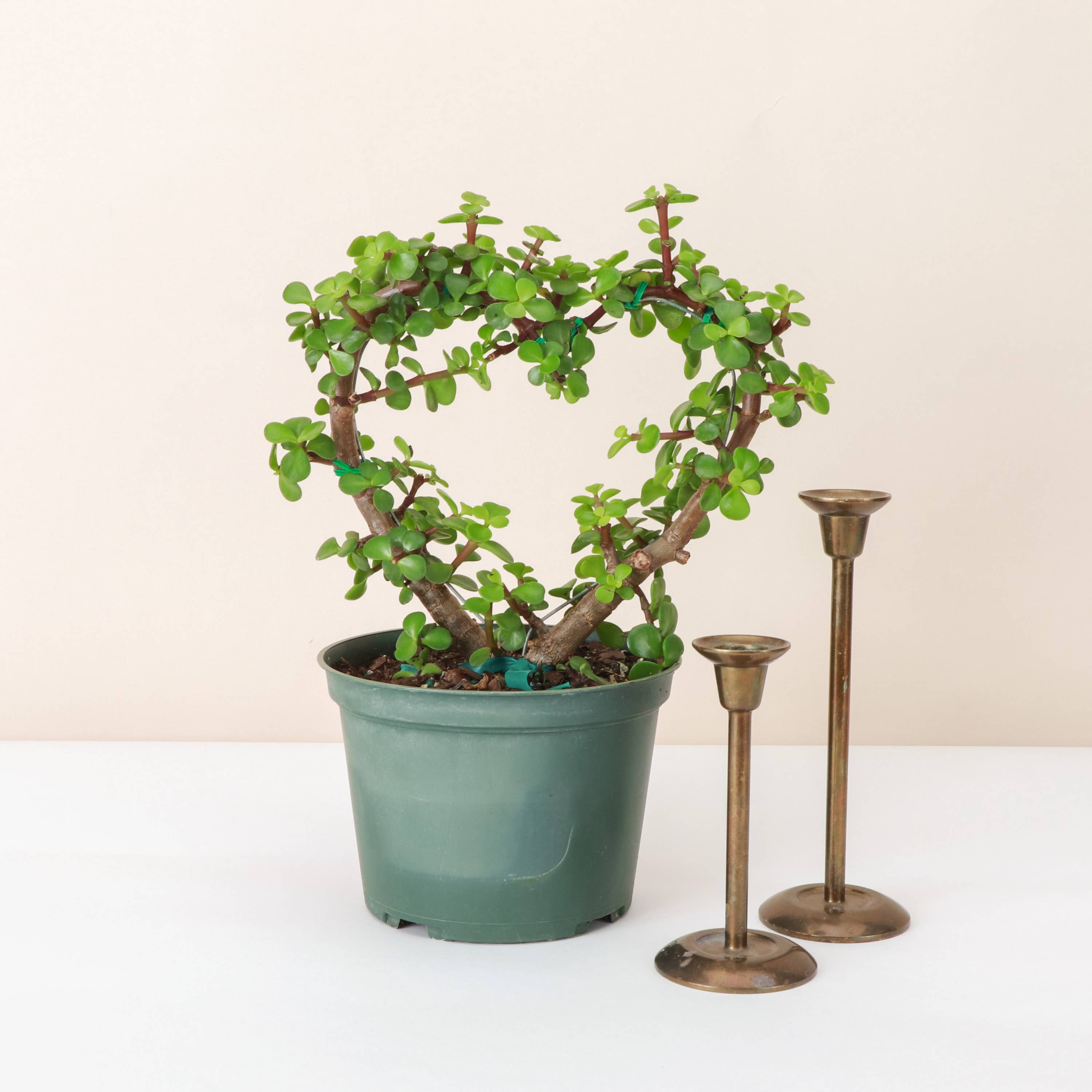 Jade Heart Bonsai 4”