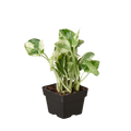 POTHOS NJOY 3-inch