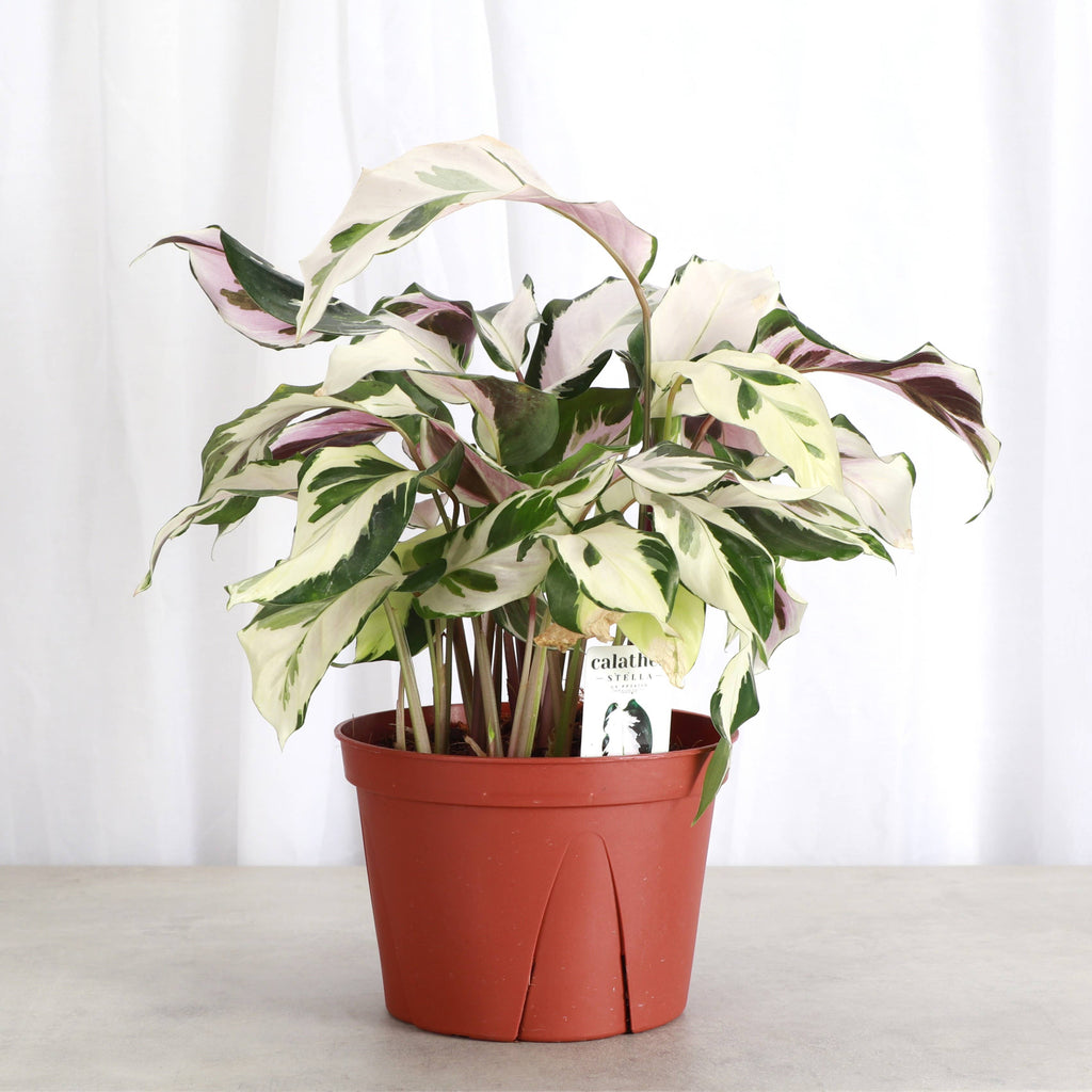 Calathea 'Stella' -4”