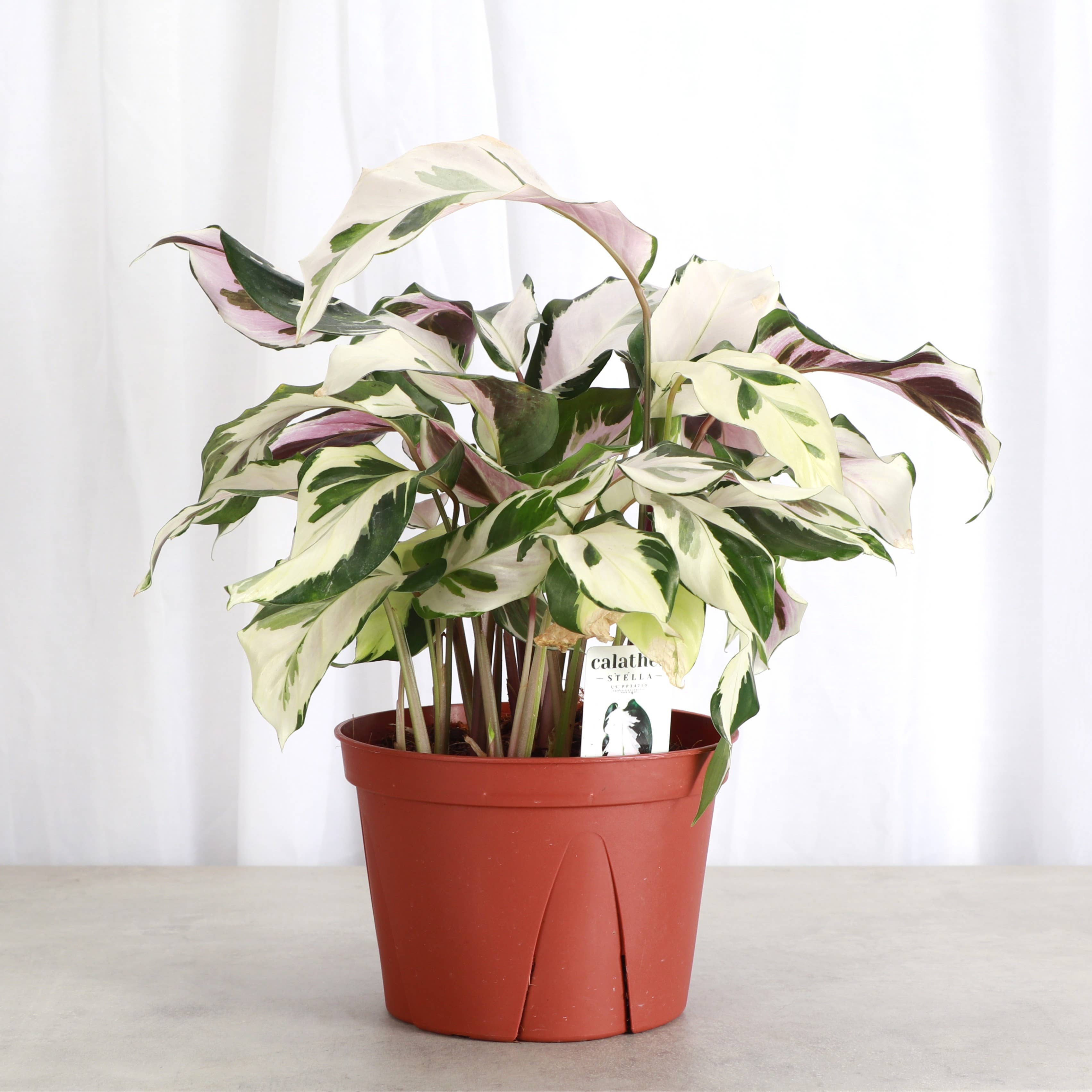 Calathea 'Stella' -4”