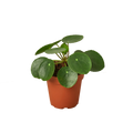 PILEA PEPEROMIODES 4-inch