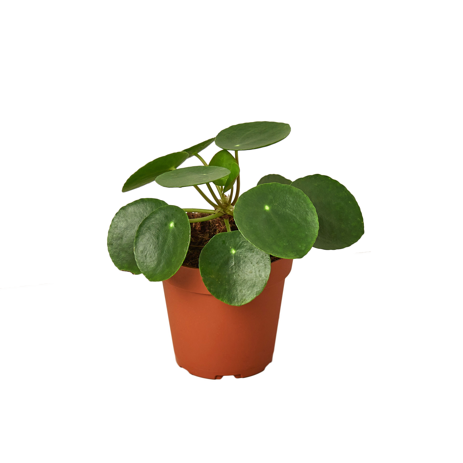 PILEA PEPEROMIODES 4-inch