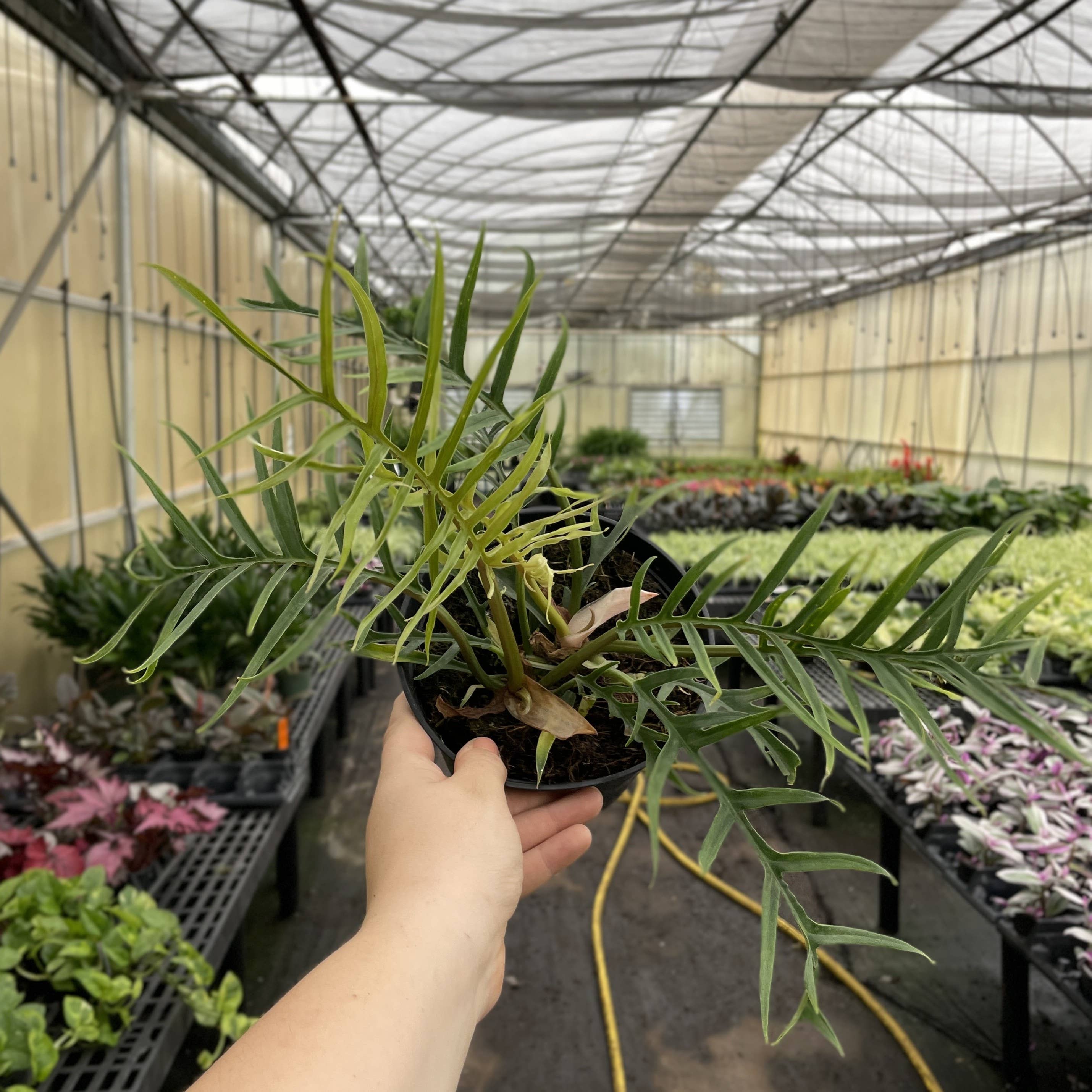 Philodendron Tortum - 4” - Rare