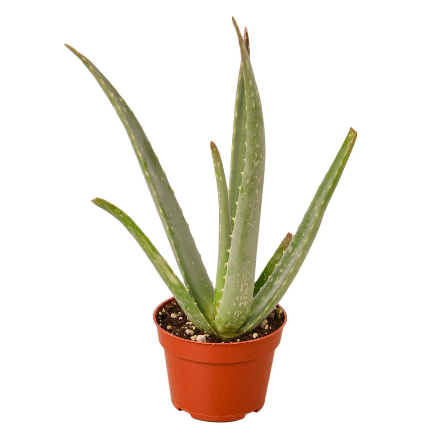 Creepy Plant Bundle!