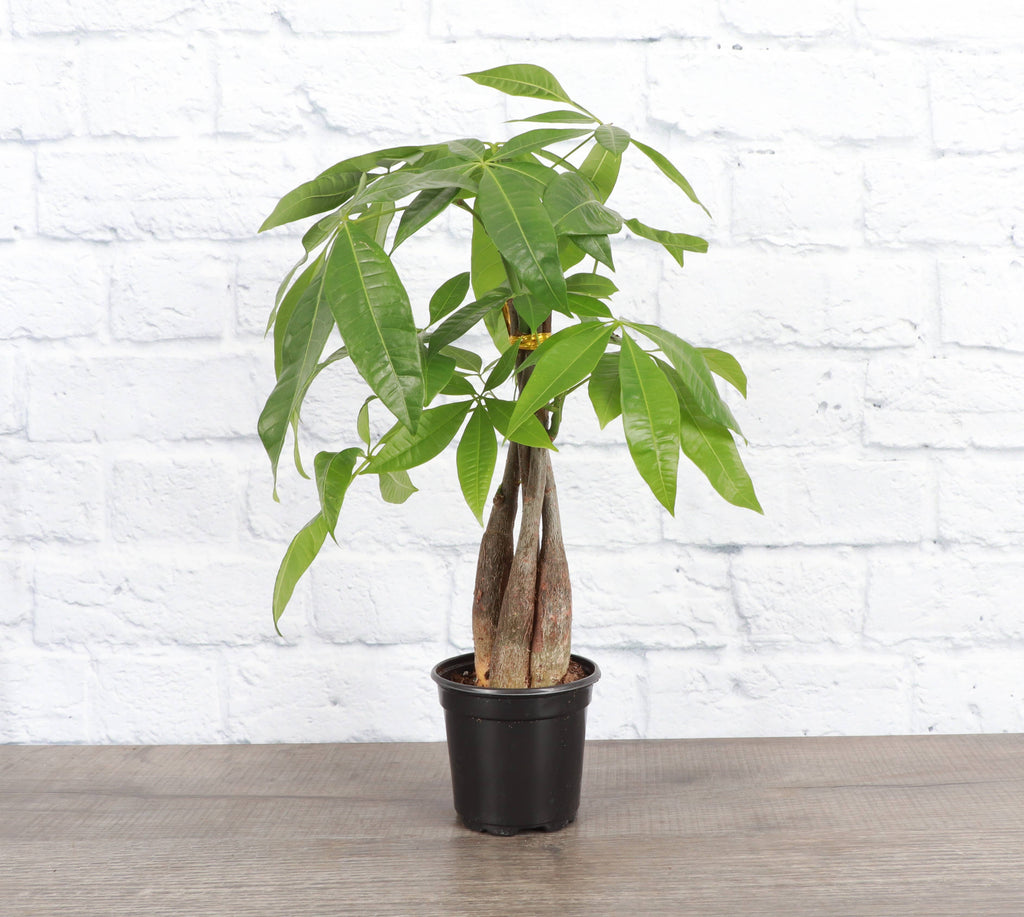 Money Tree - 4" Live Plant