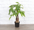 Money Tree - 4" Live Plant