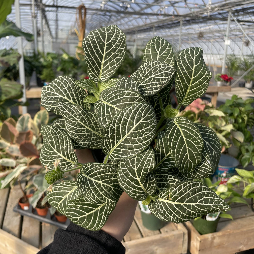 White Fittonia Nerve Plant - 4”