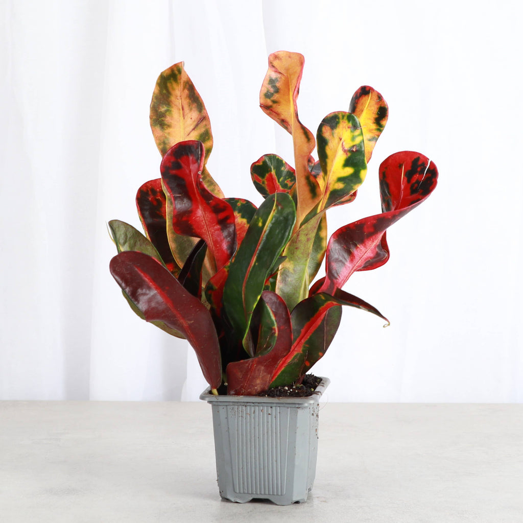 Mammy Croton - 3”