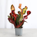 Mammy Croton - 3”