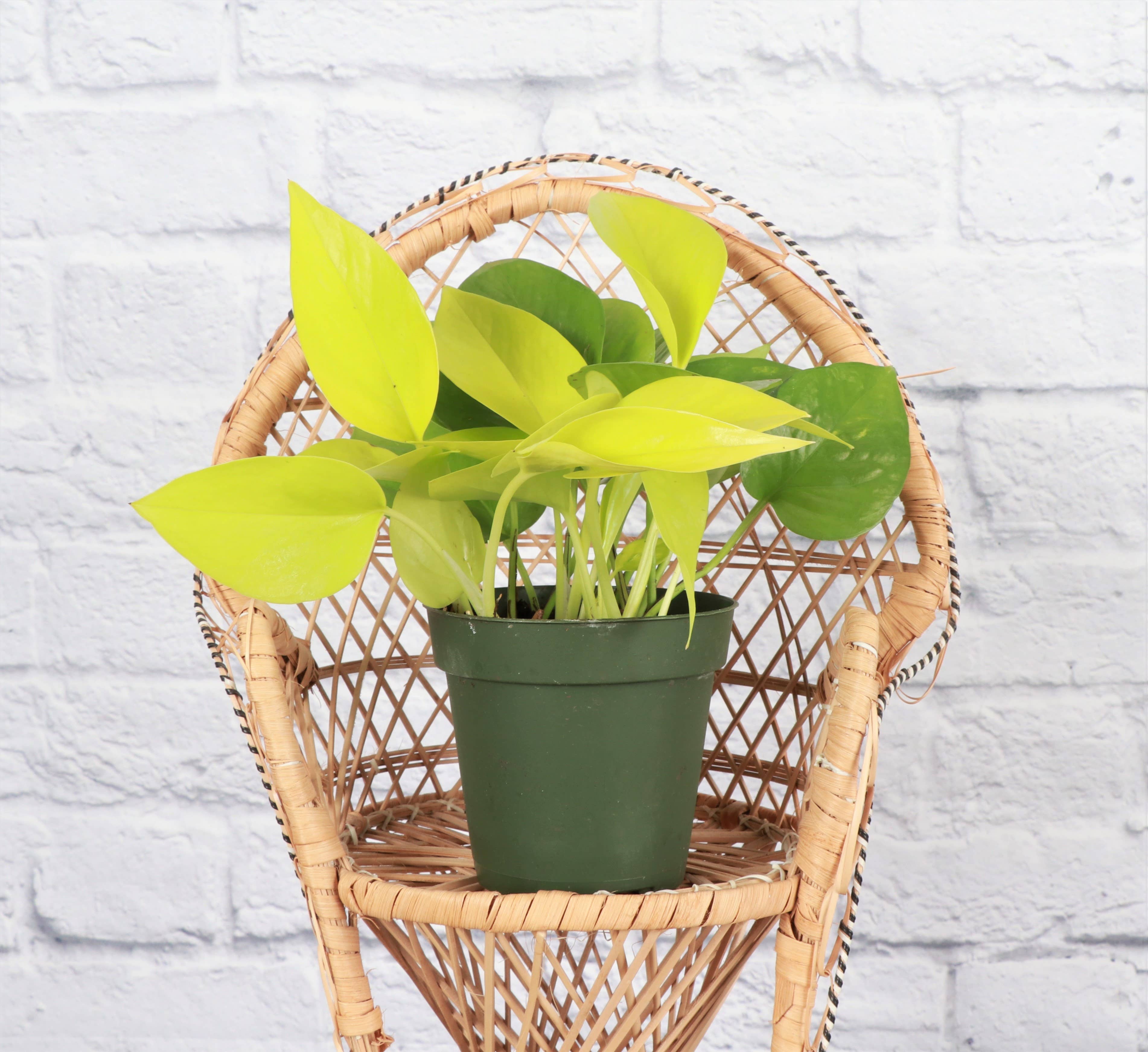 Neon Pothos Plant - 3”