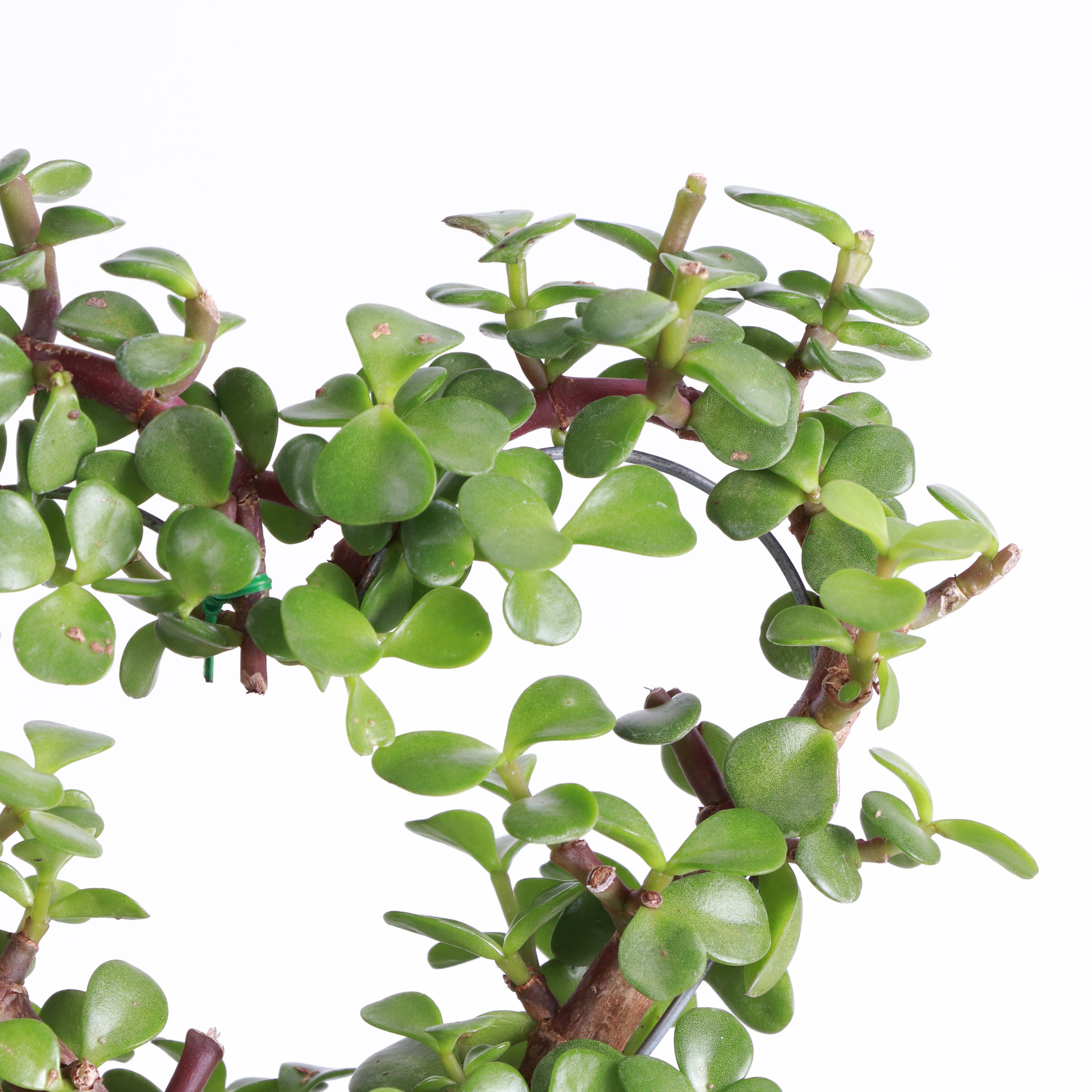 Jade Heart Bonsai 4”