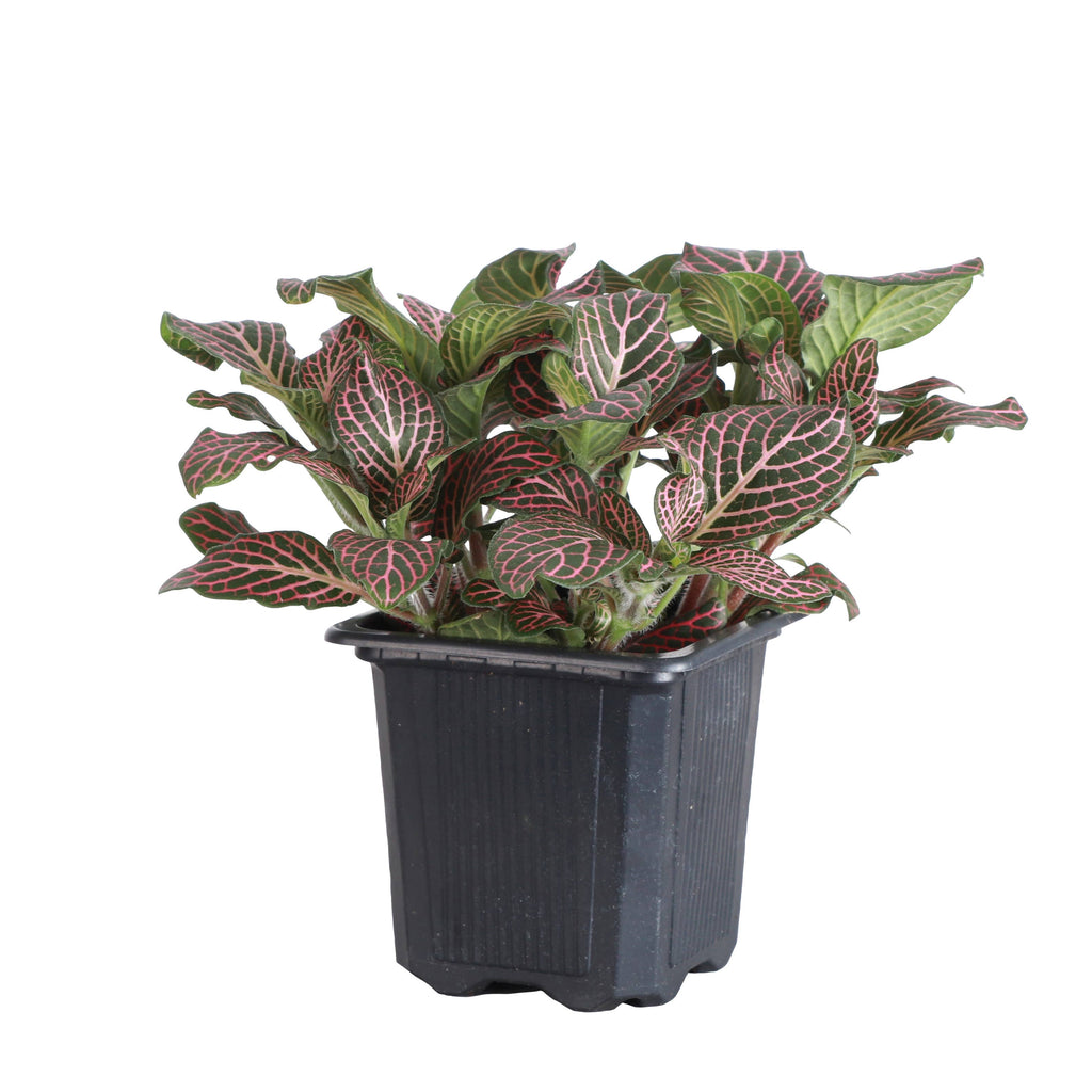 Pink Fittonia Nerve Plant -3”