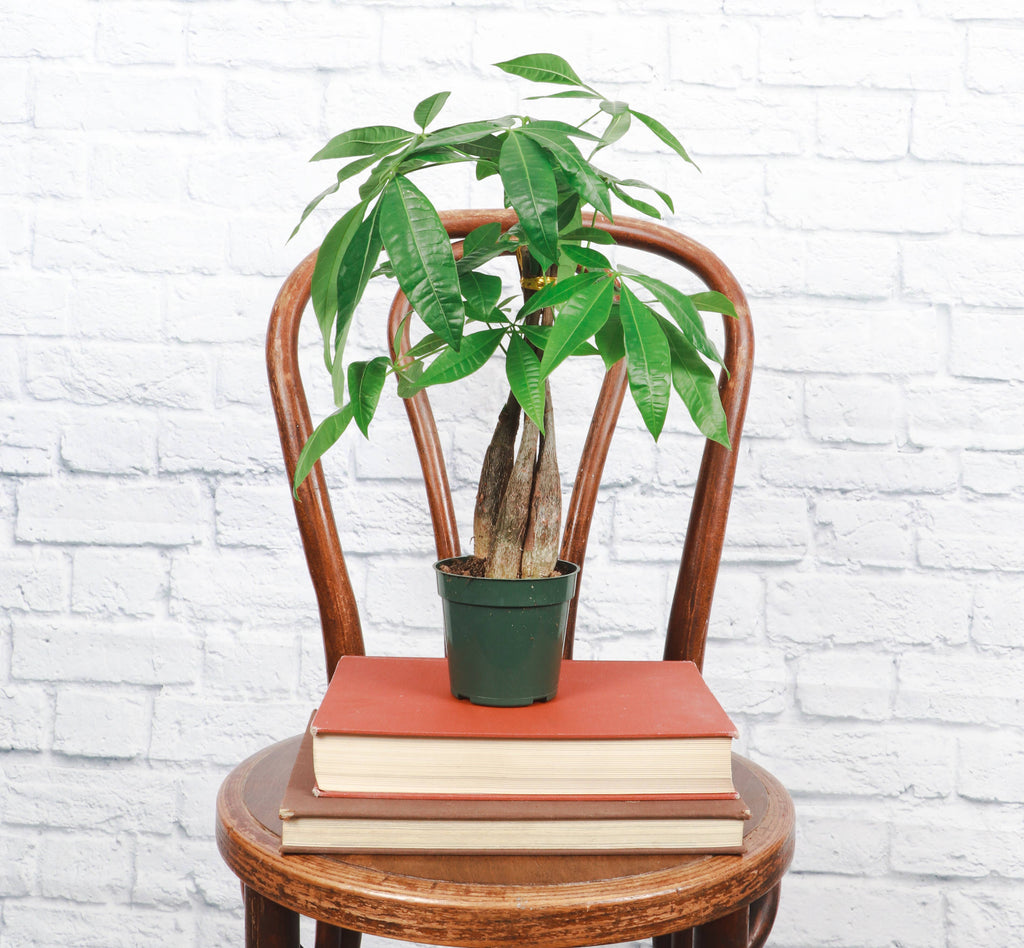 Money Tree - 4" Live Plant