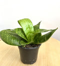 Bird's nest snake plant