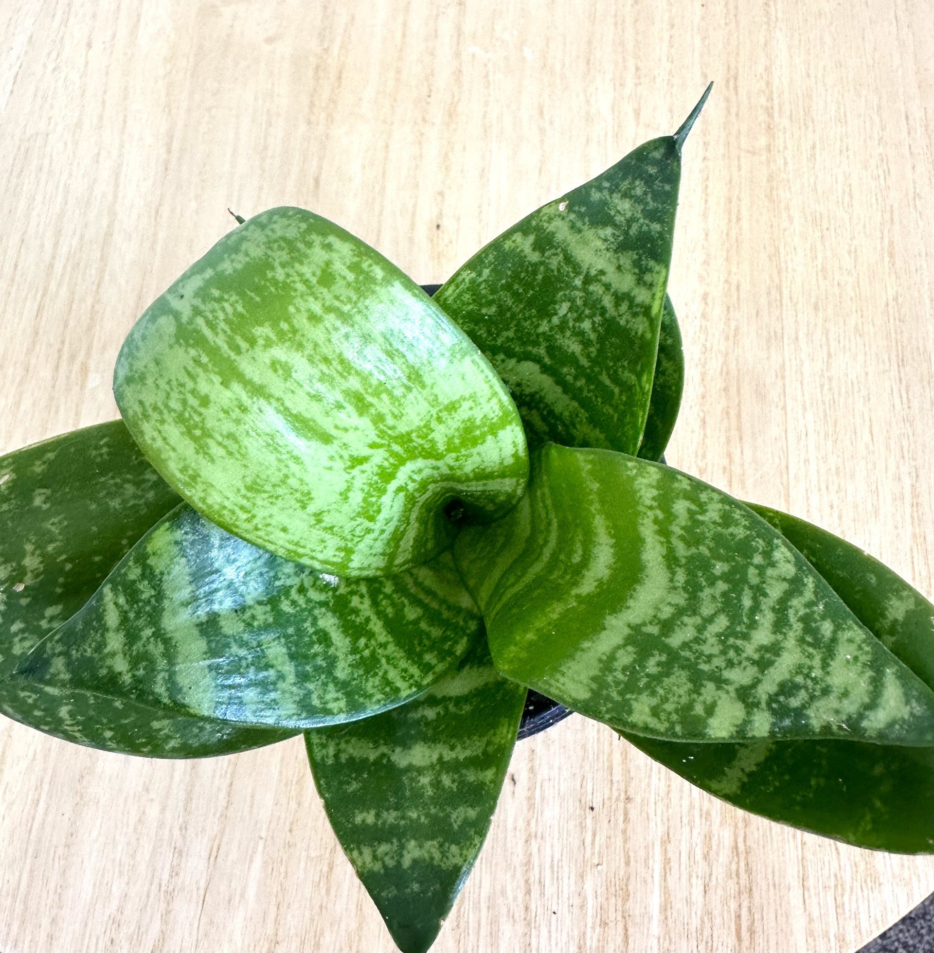 Bird's nest snake plant