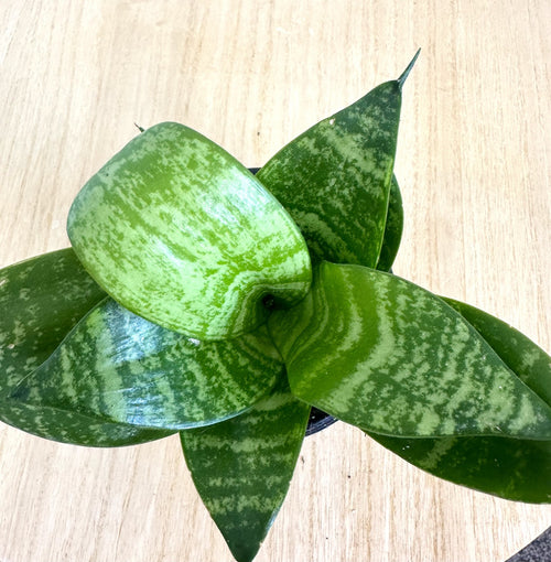 Bird's nest snake plant