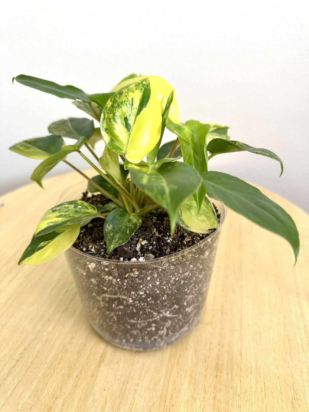 Burle Marx Philodendron