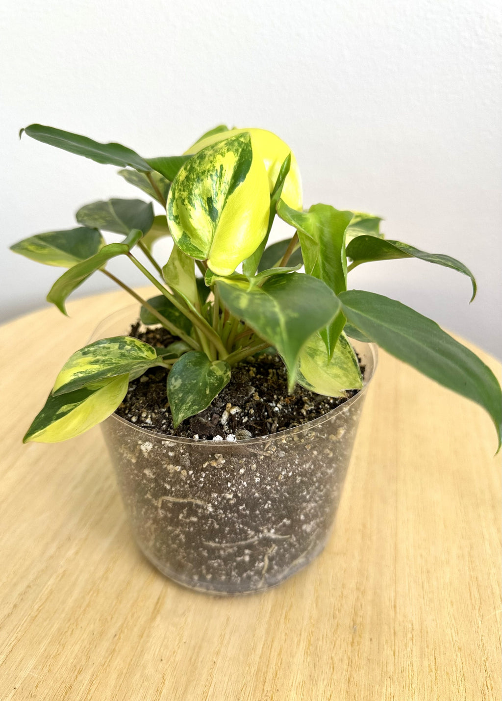 Burle Marx Philodendron