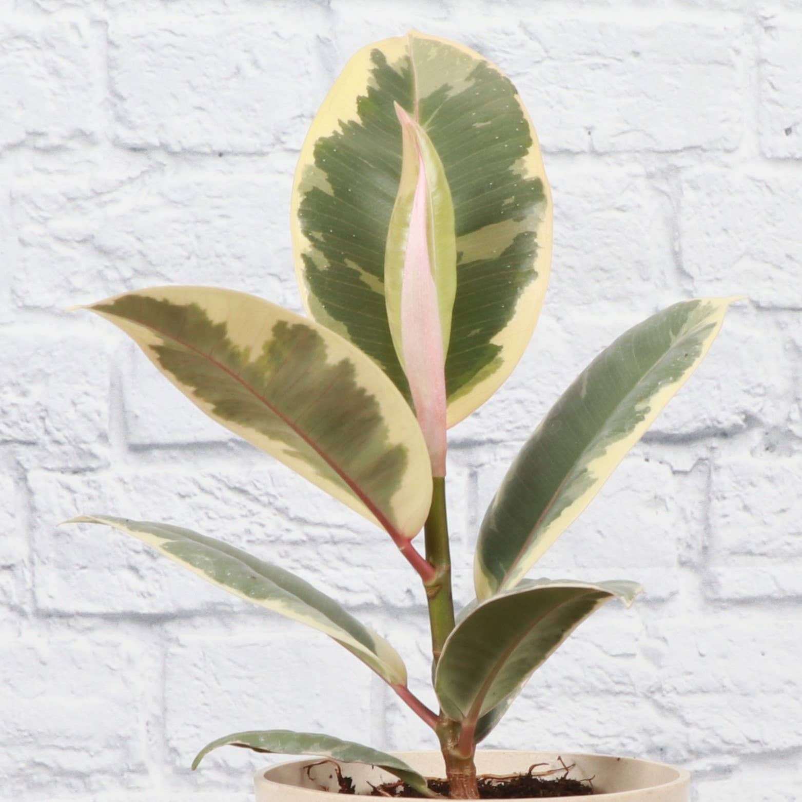 Tineke Rubber Plant - Live Plant