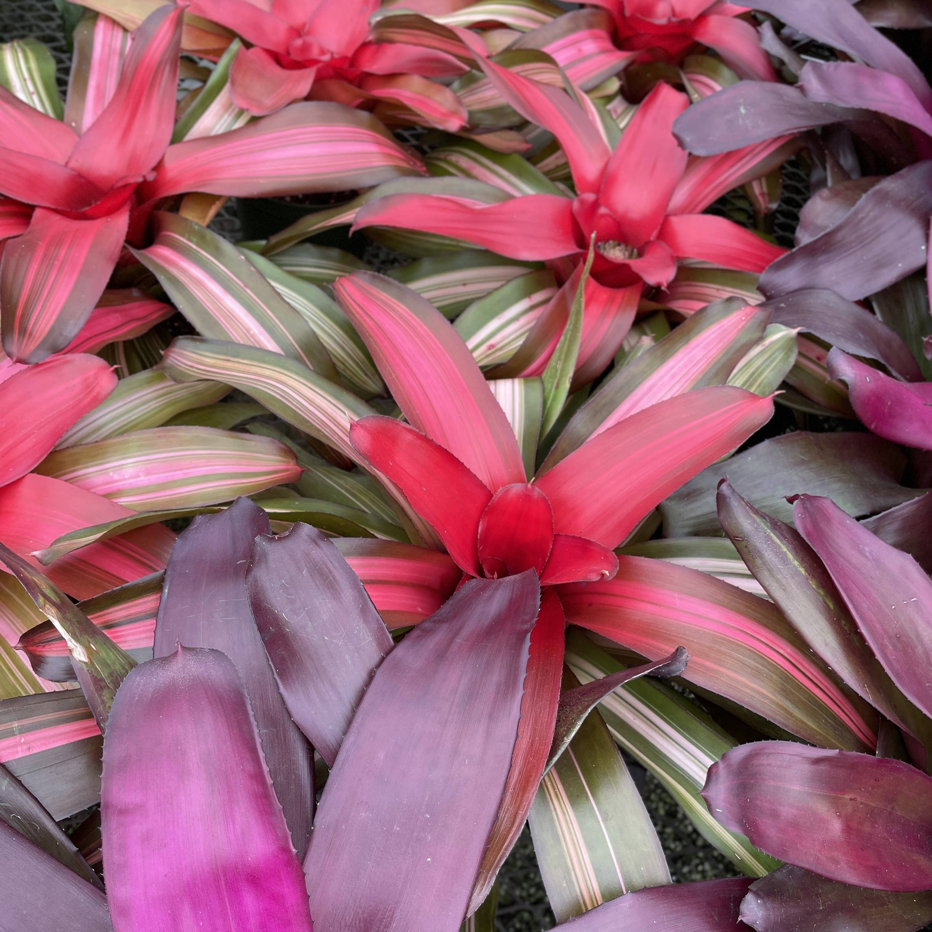 Bromeliad Neoregelia 'Neos' - Live Plant