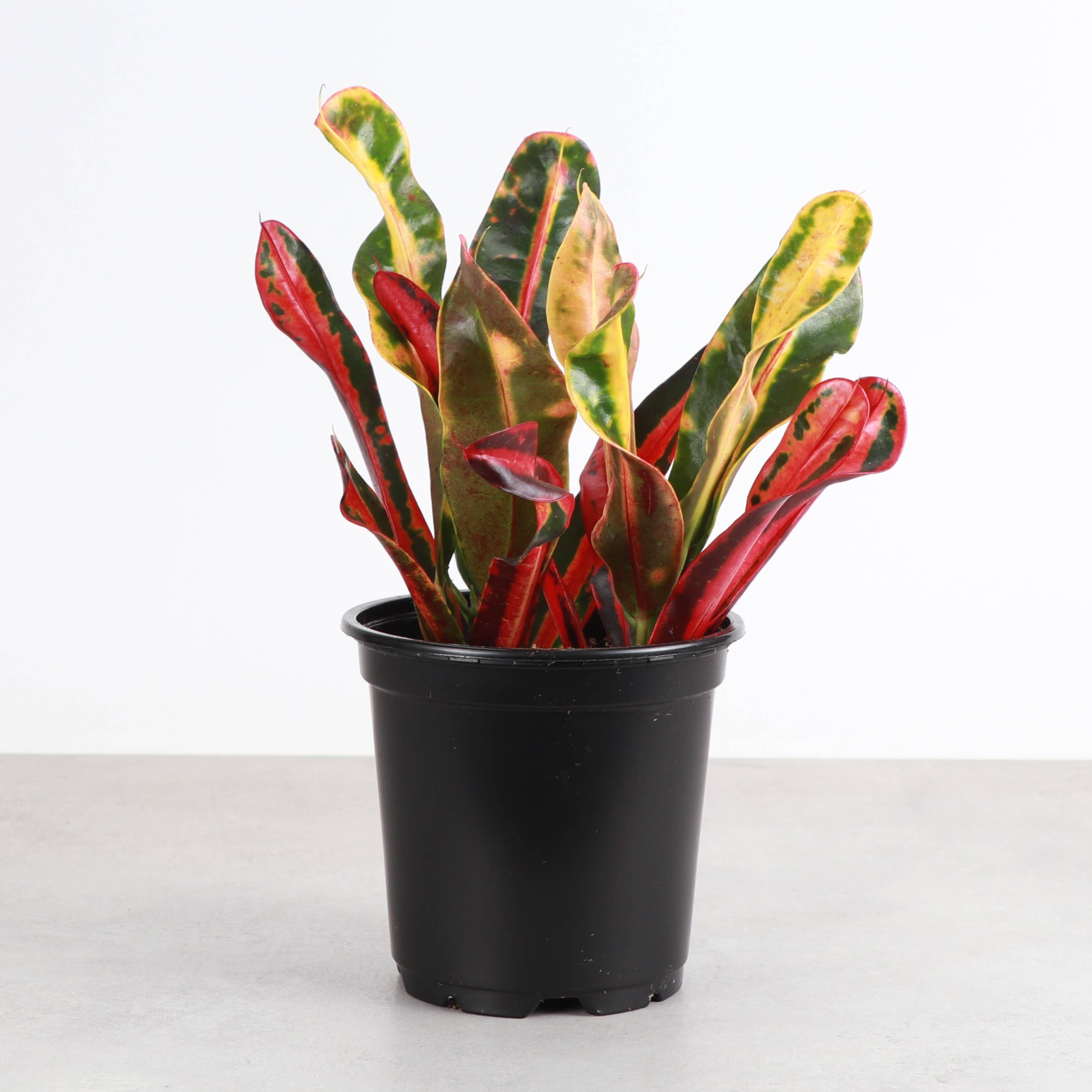 Mammy Croton - 3”