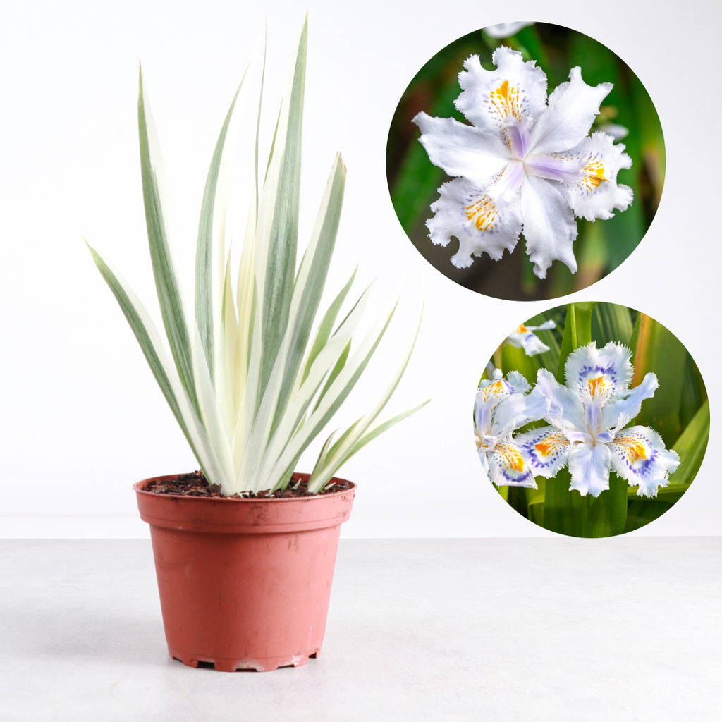 Variegated Iris Japonica - Fringed Iris - Live Perennial