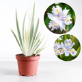 Variegated Iris Japonica - Fringed Iris - Live Perennial
