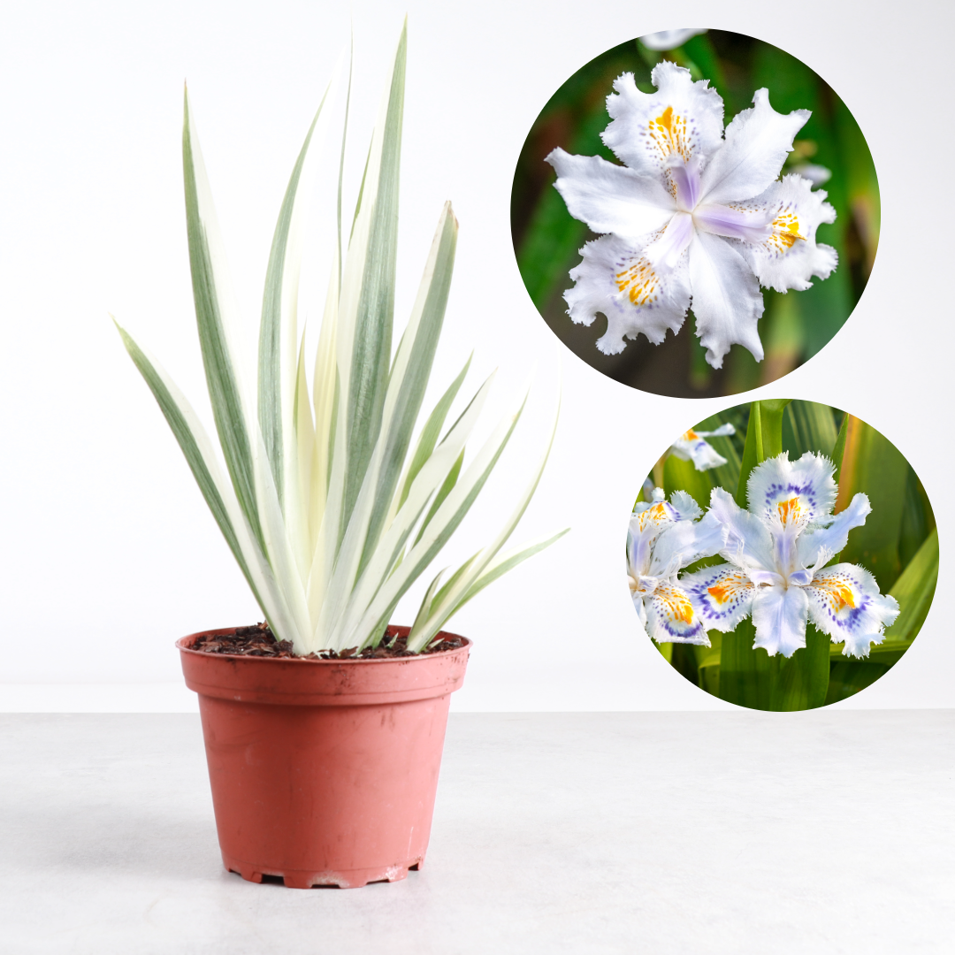 Variegated Iris Japonica - Fringed Iris - Live Perennial