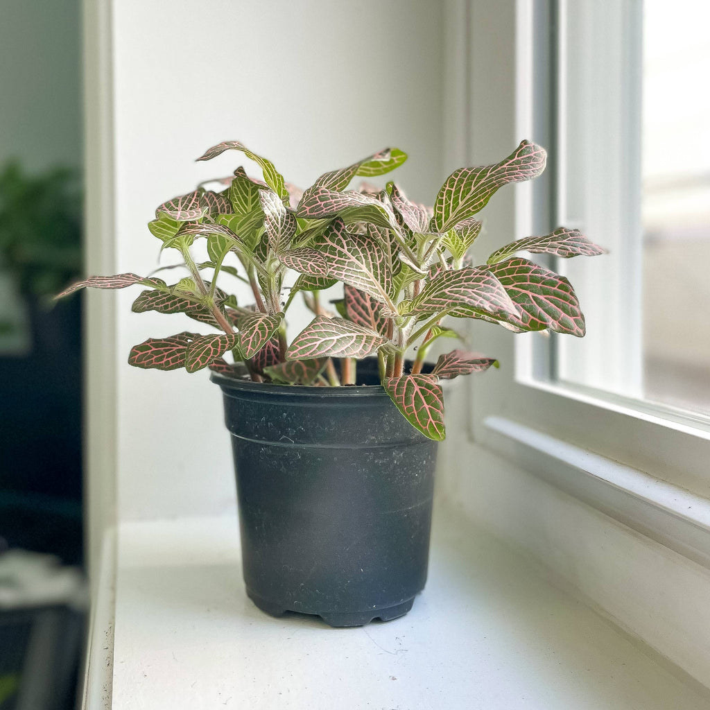 Pink Fittonia Nerve Plant -3”