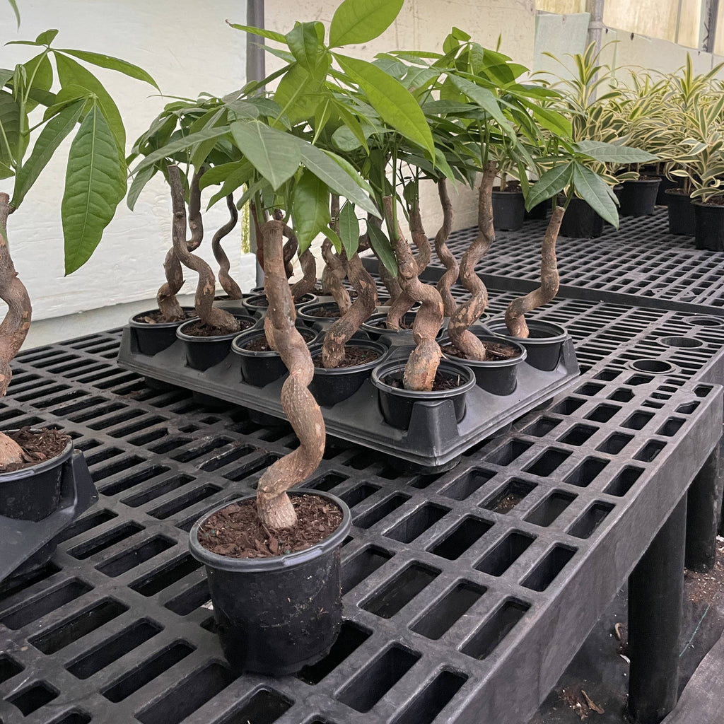 Money Tree - 4" Live Plant