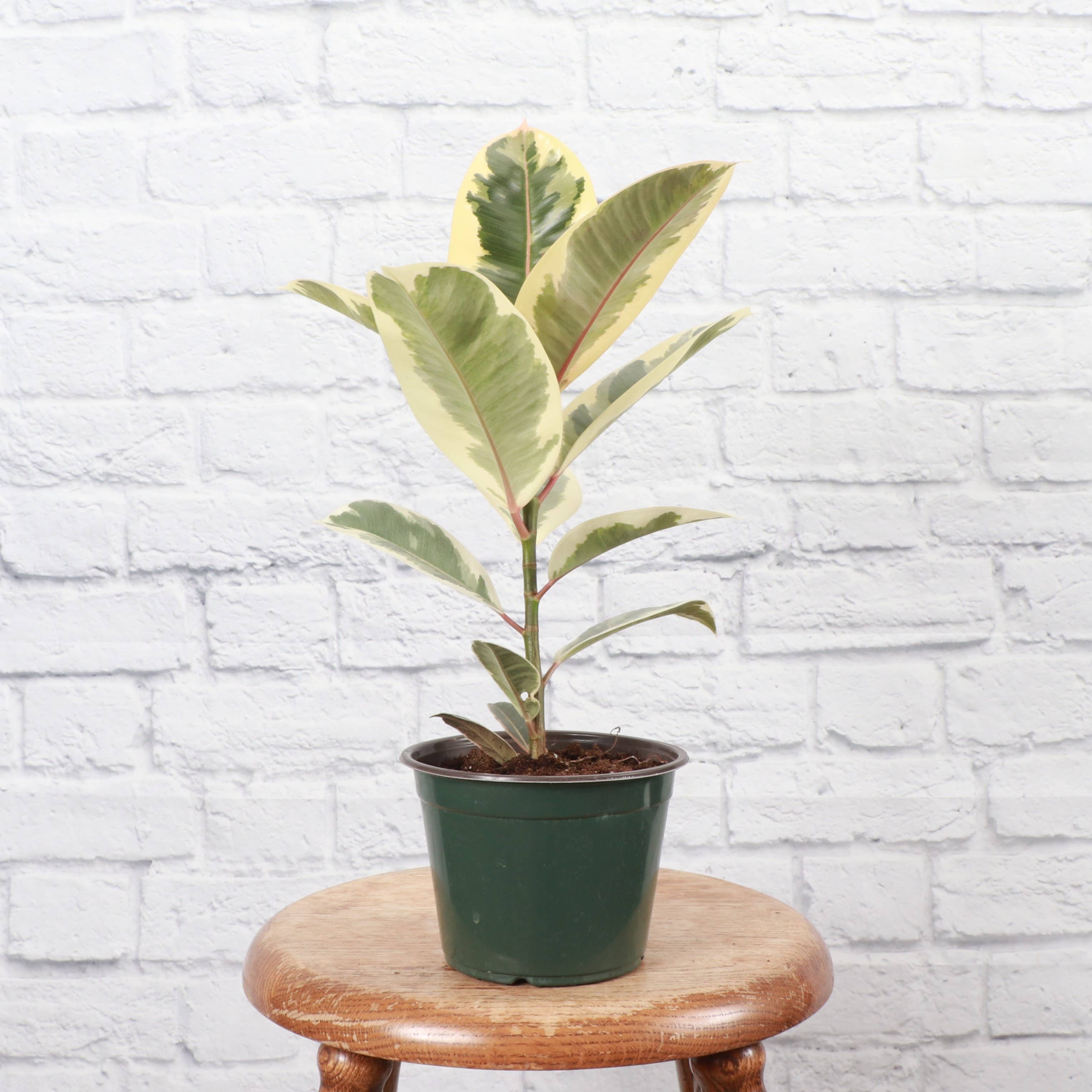 Tineke Rubber Plant - Live Plant