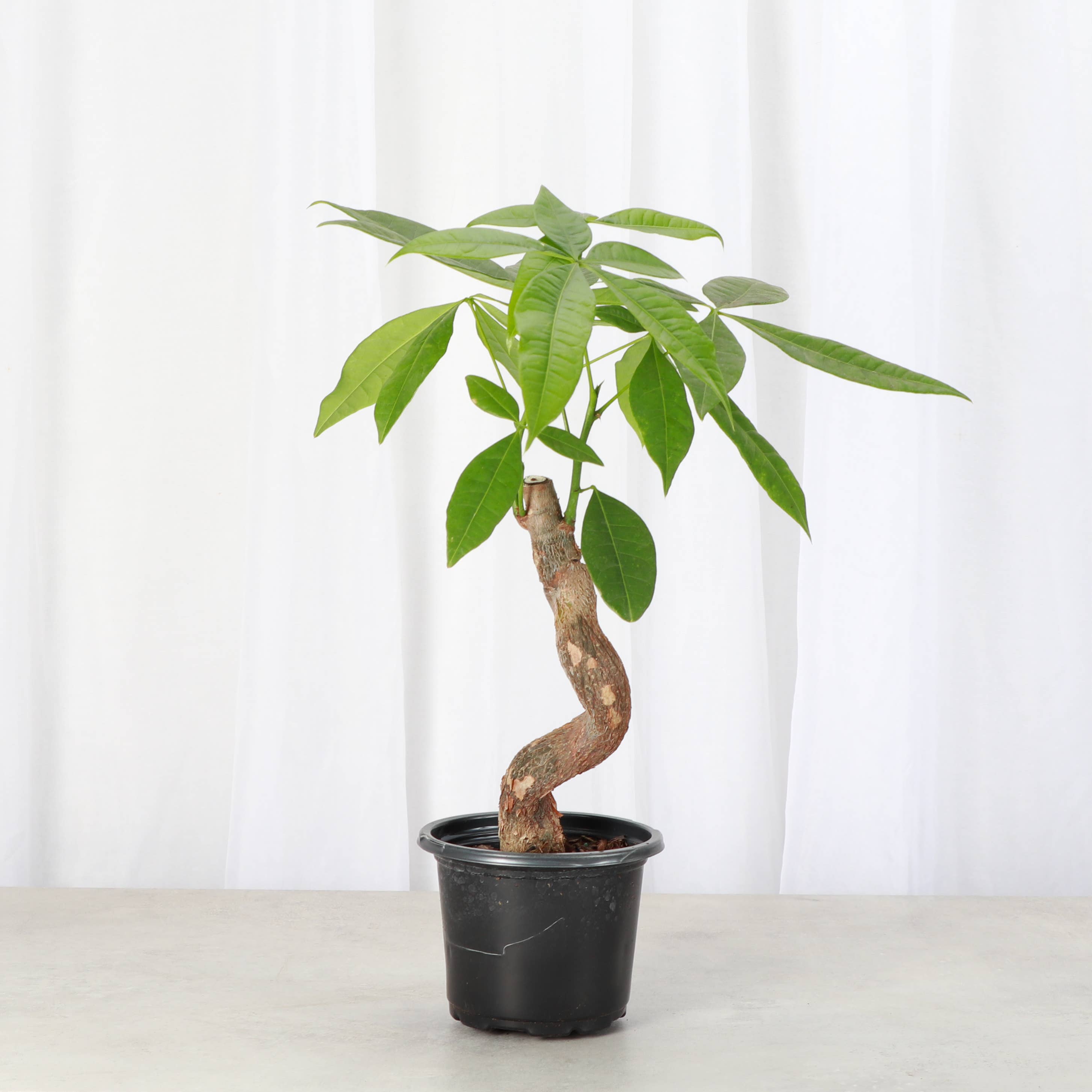Money Tree - 4" Live Plant