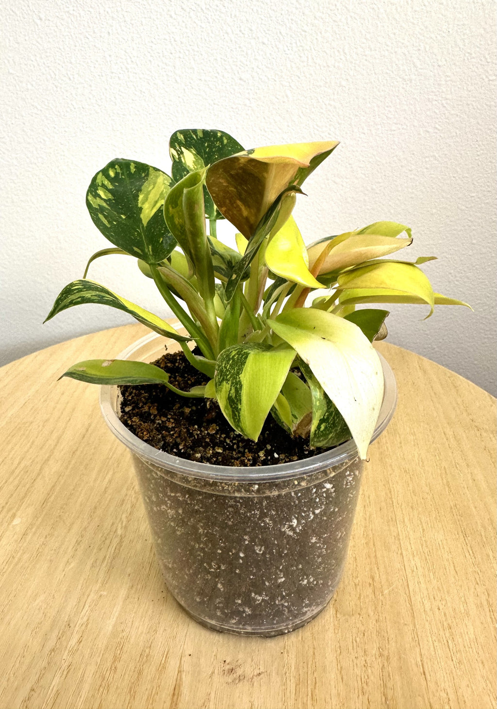 Congo Green Nuclear Philodendron