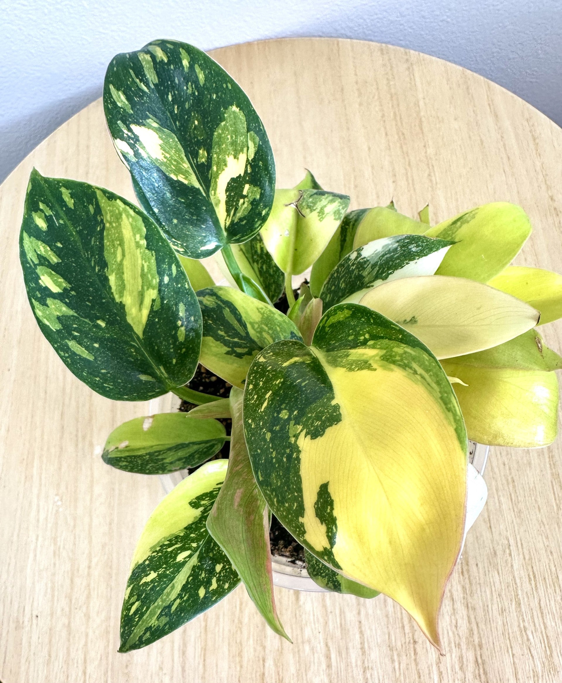 Congo Green Nuclear Philodendron