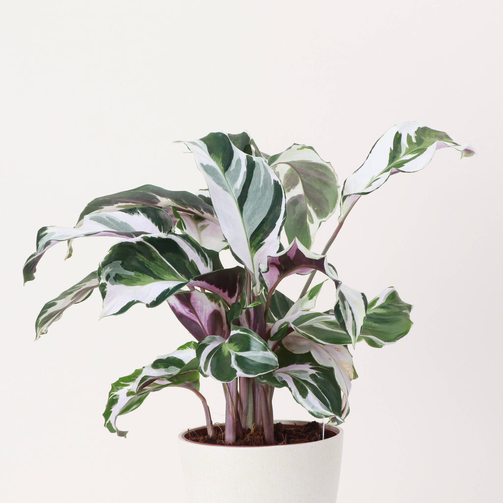 Calathea 'Stella' -4”