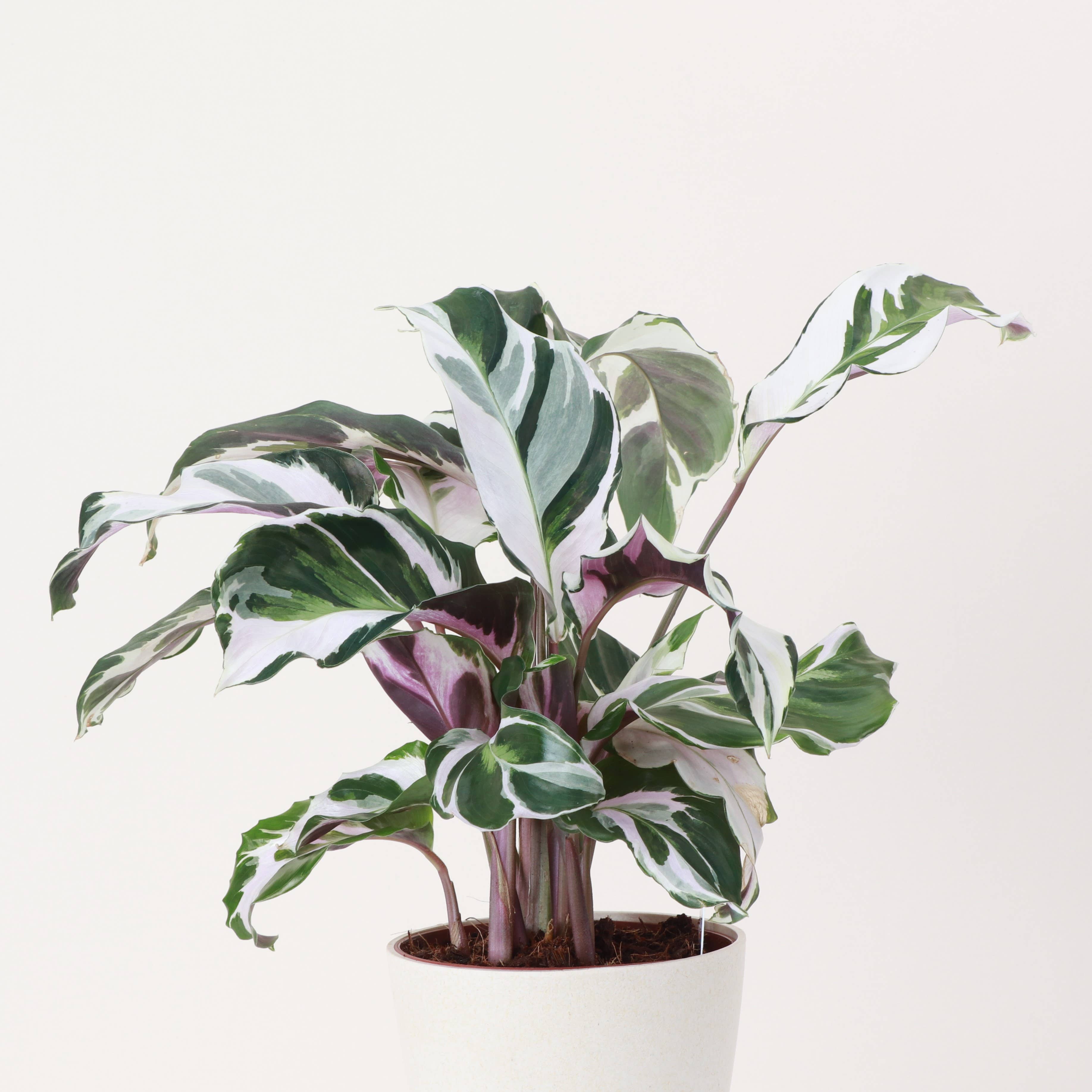 Calathea 'Stella' -4”