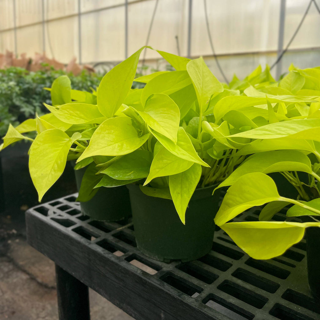 Neon Pothos Plant - 3”