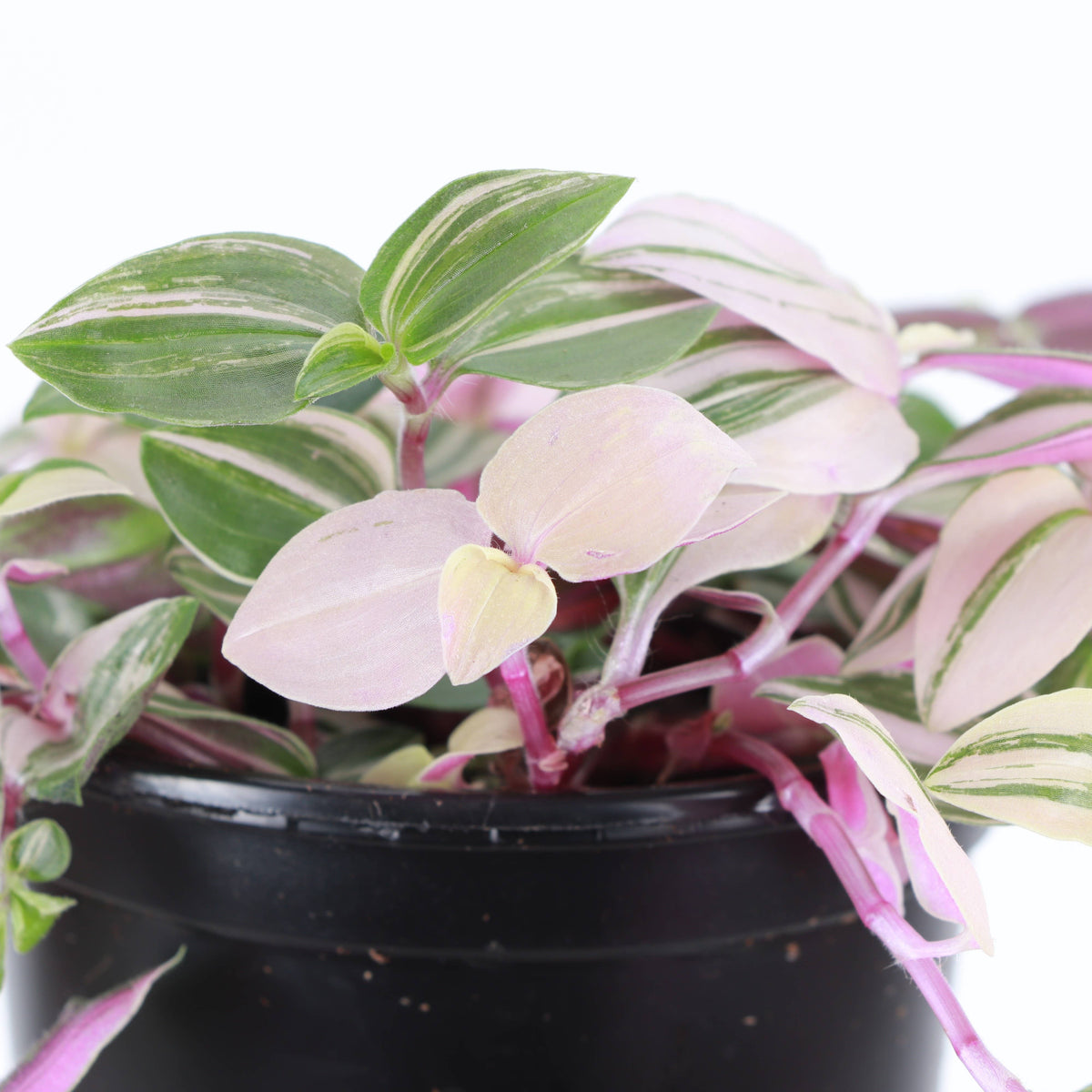 Tradescantia Quadricolor - 4" Live Plant