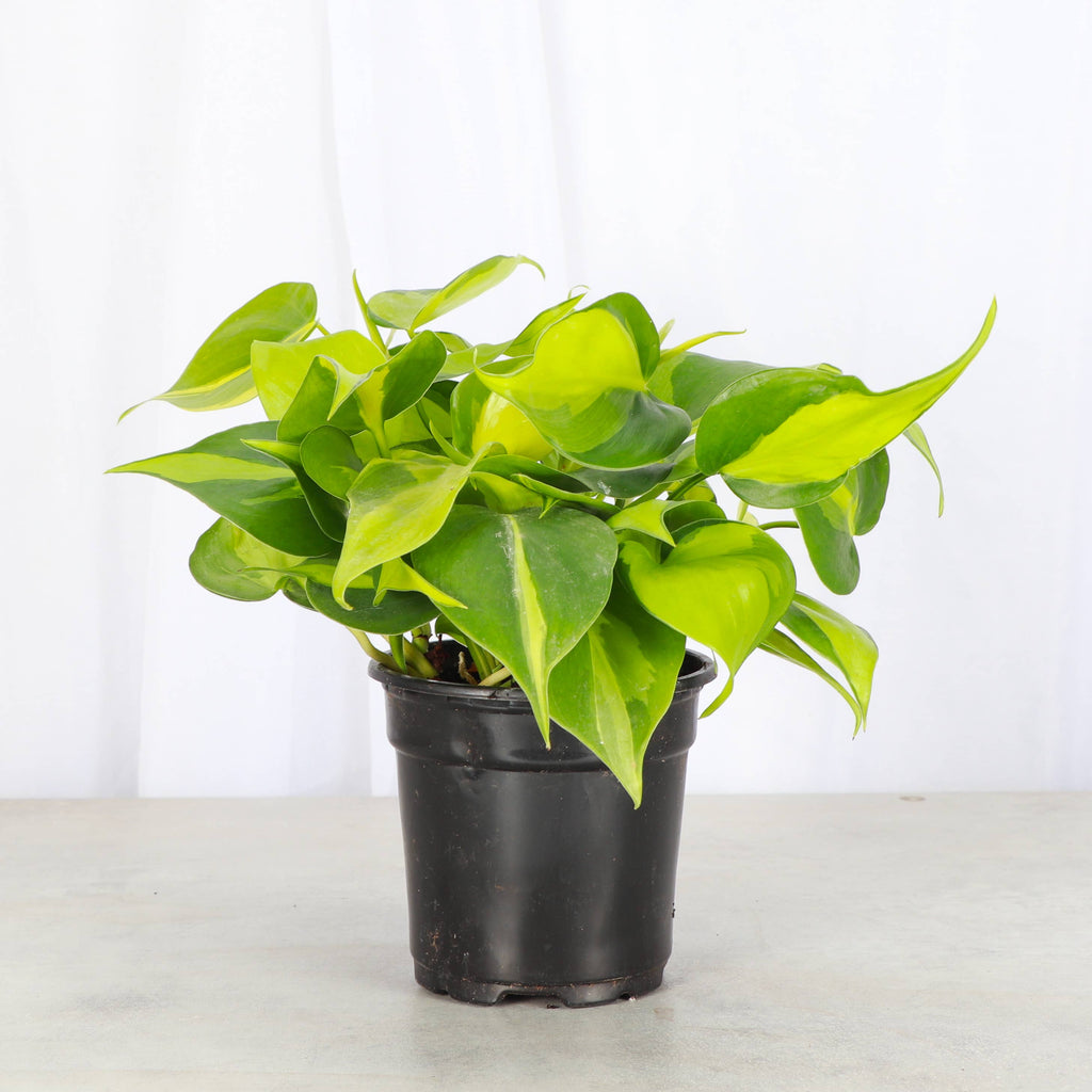 Brazil Philodendron - 4”