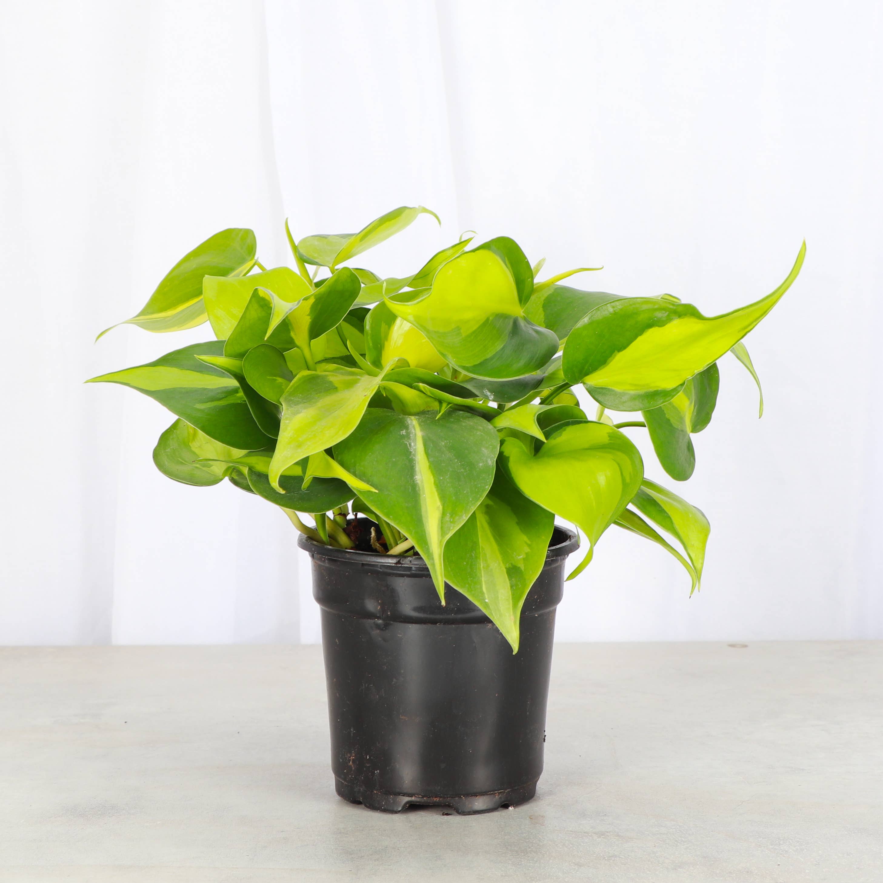 Brazil Philodendron - 4”