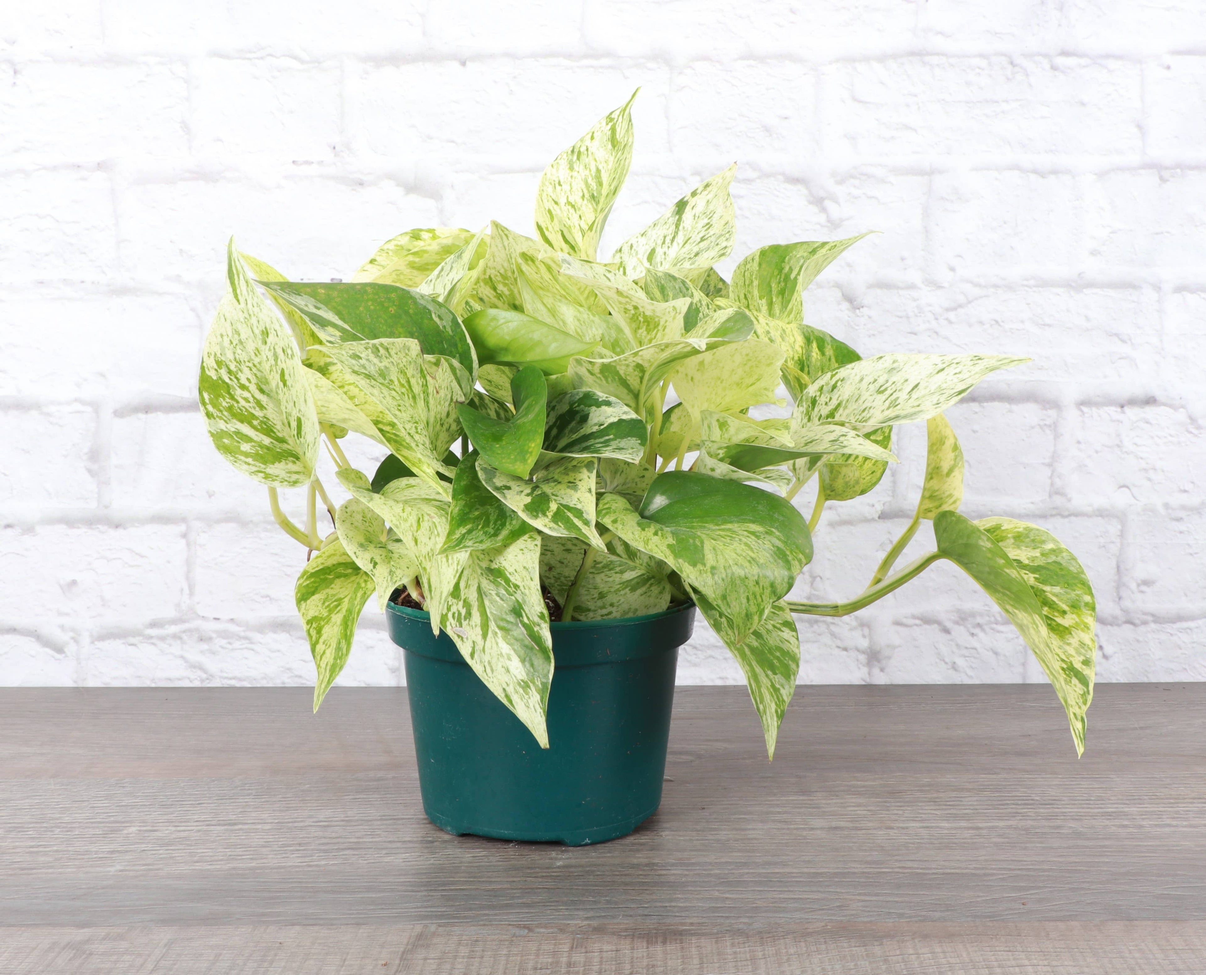 Marble Queen Pothos Plant 4”