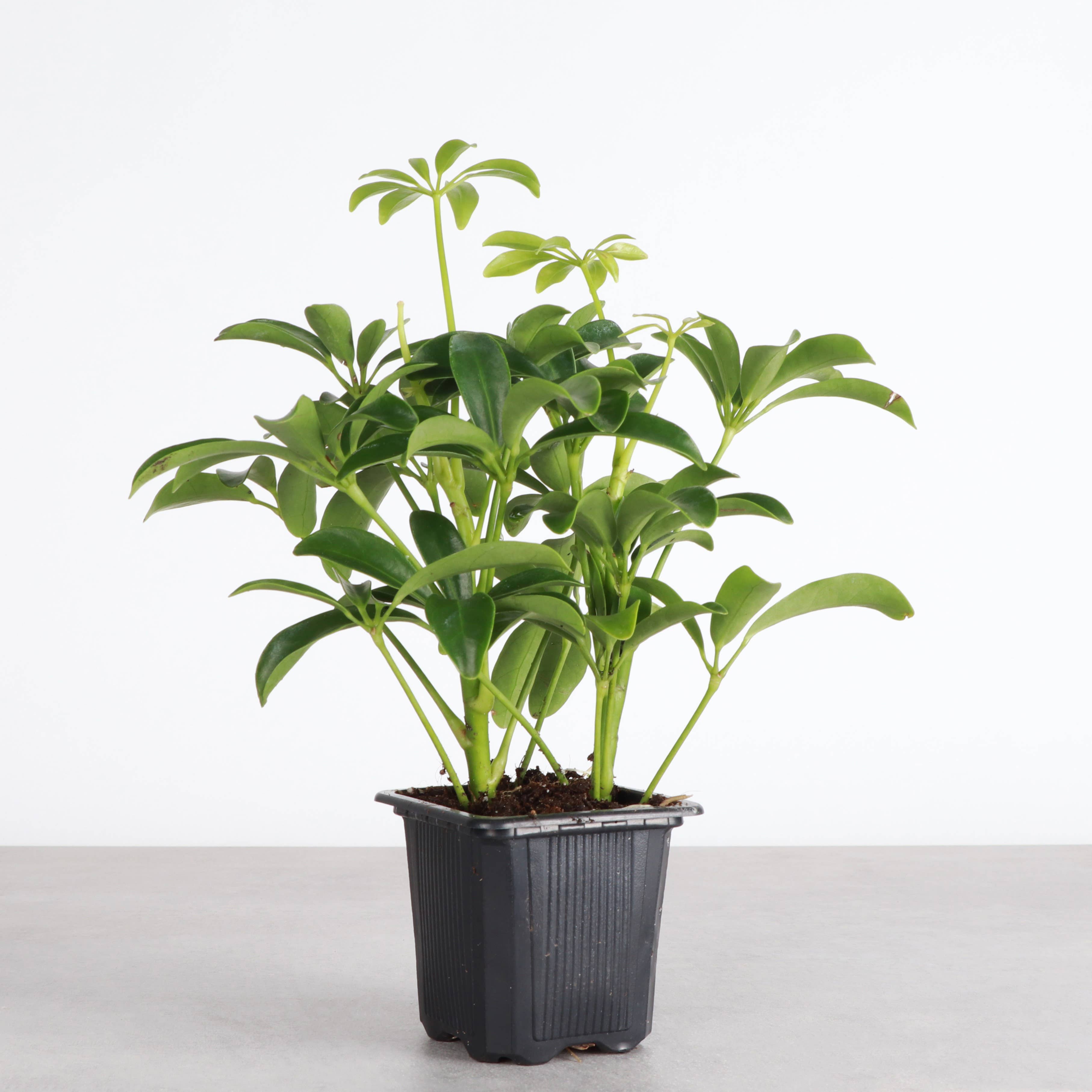 Schefflera Arboricola -  Live Plant