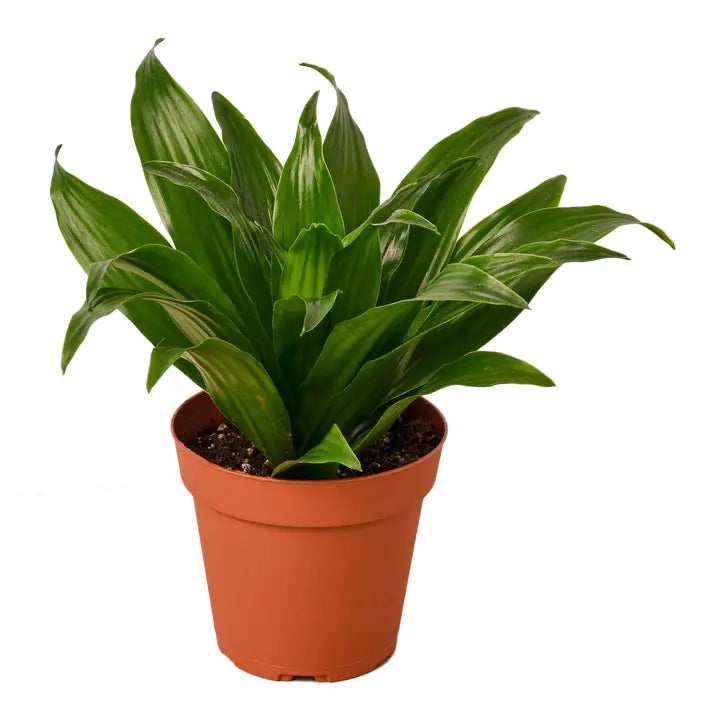 Creepy Plant Bundle!
